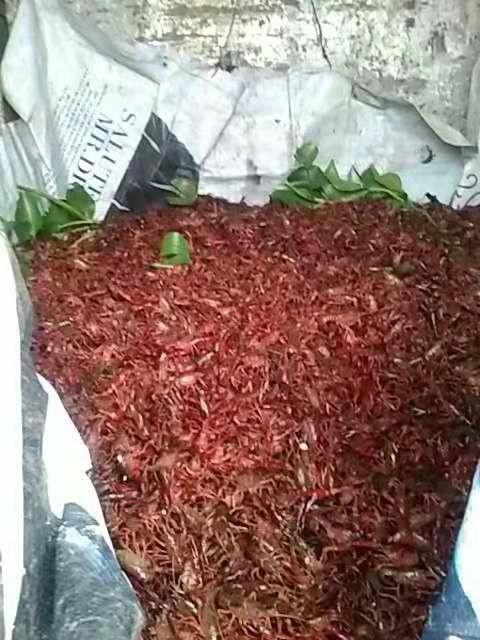 富源县小龙虾苗 