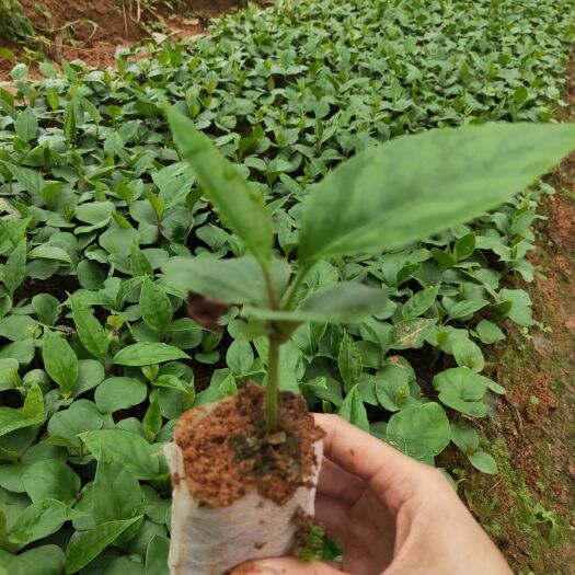 灵山县粉红黑老虎苗 