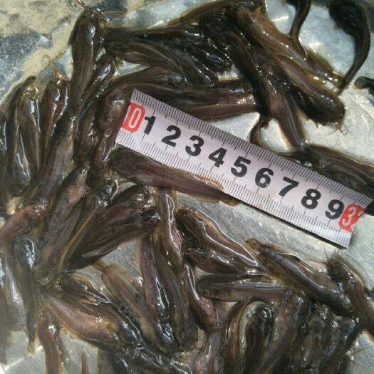 新兴县本地塘鲺 塘角苗，胡子鲶