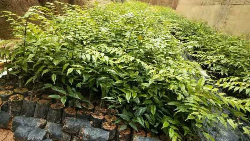 灵山县屈头鸡种苗 