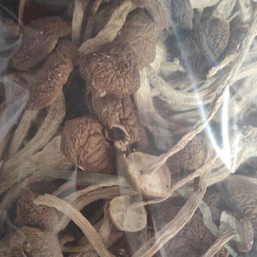 漳州茶树菇 袋装 1年 