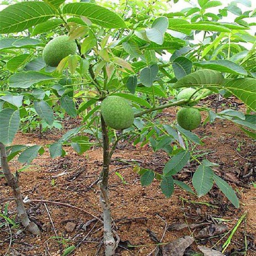 泰安8518核桃苗 香玲核桃  薄壳核桃