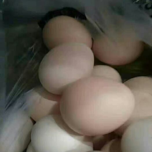 新余土鸡蛋 食用 简包装 