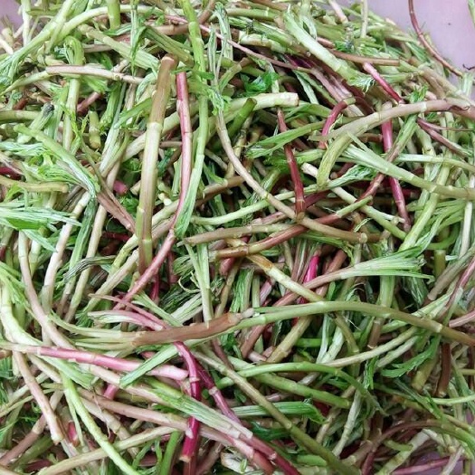 余干县壕地藜蒿 10~15cm 