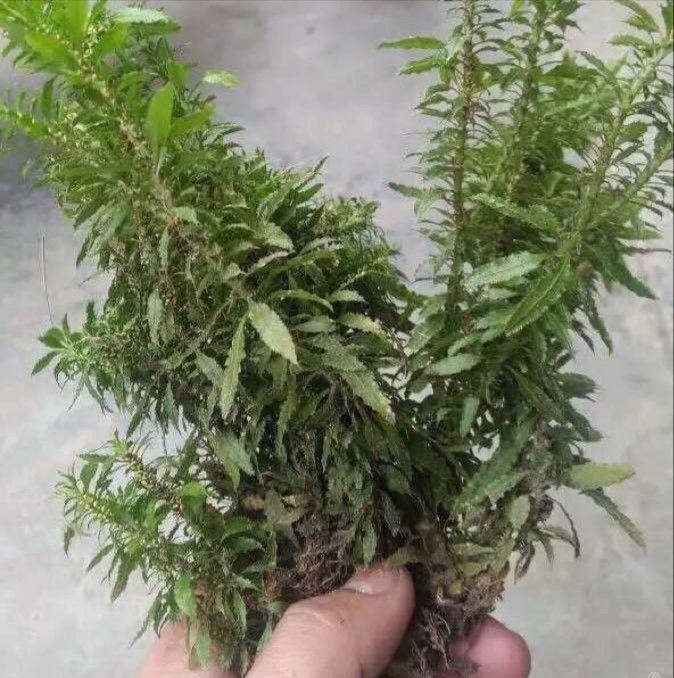 白花蛇舌草