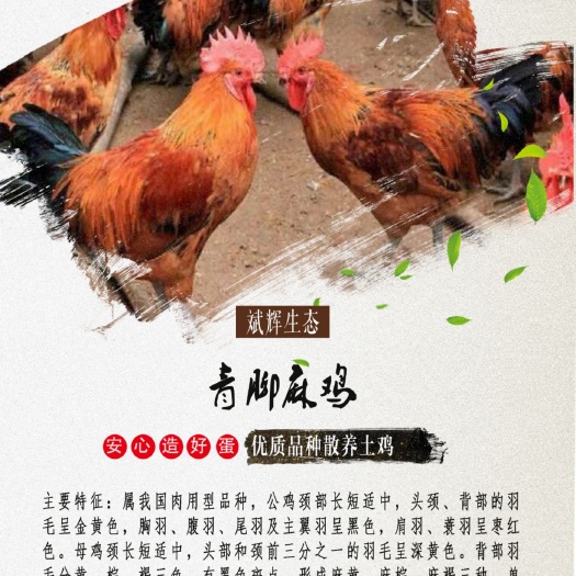 庄浪县麻鸡苗  青脚麻脱温鸡苗常年有货，疫苗齐全