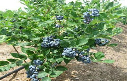 兔眼蓝莓苗 