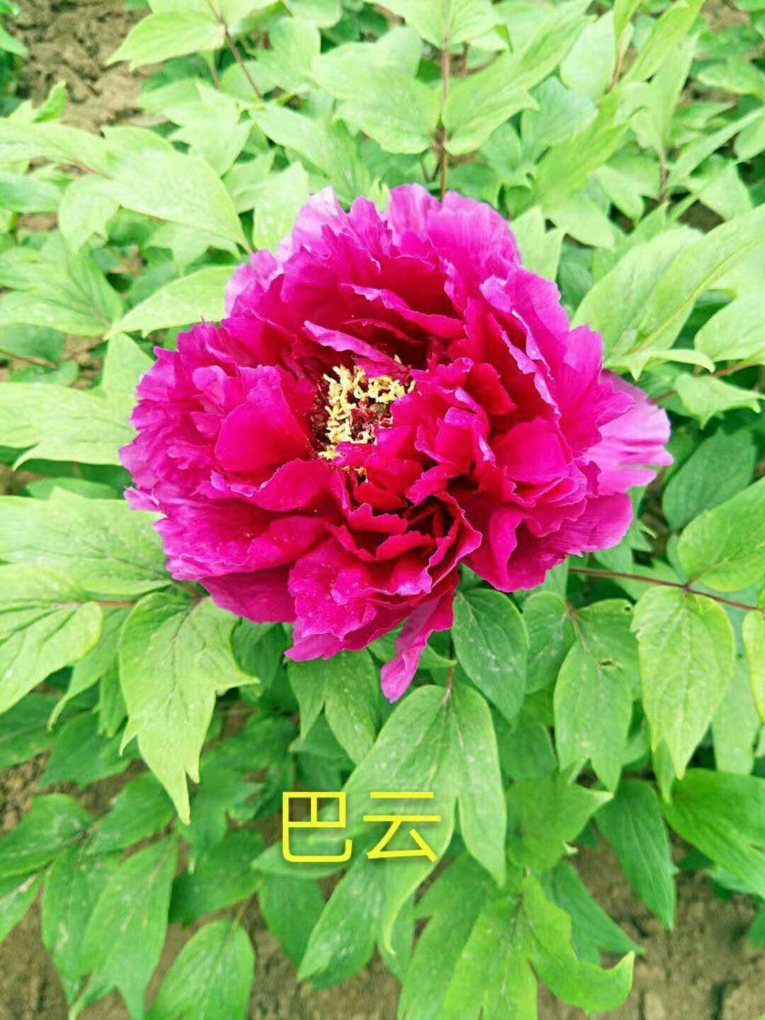  正宗观赏牡丹大苗菏泽花王盆栽洛阳5五年大苗重瓣多层绿植包对版