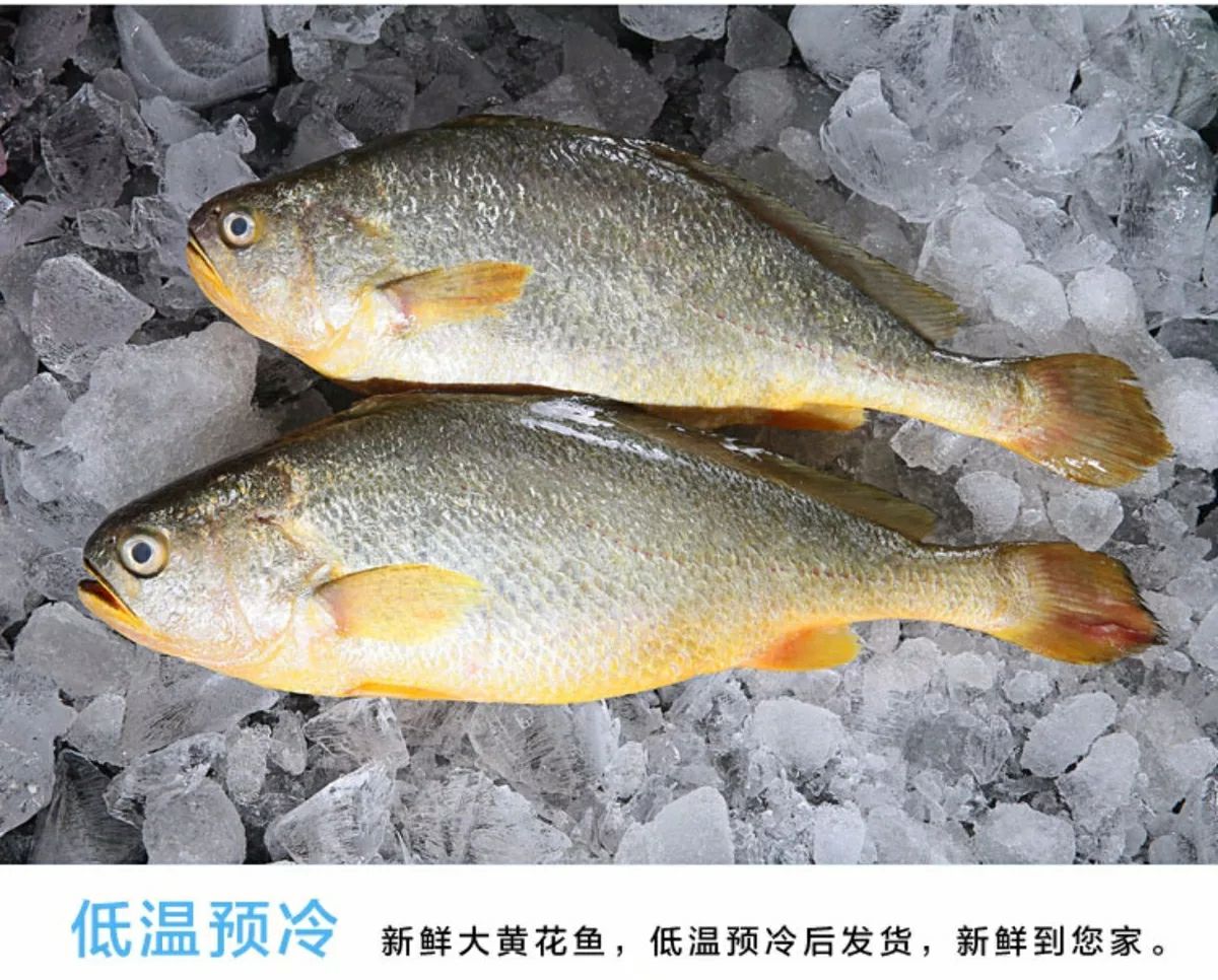 大黄鱼批发采购_大黄鱼供应_大黄鱼价格