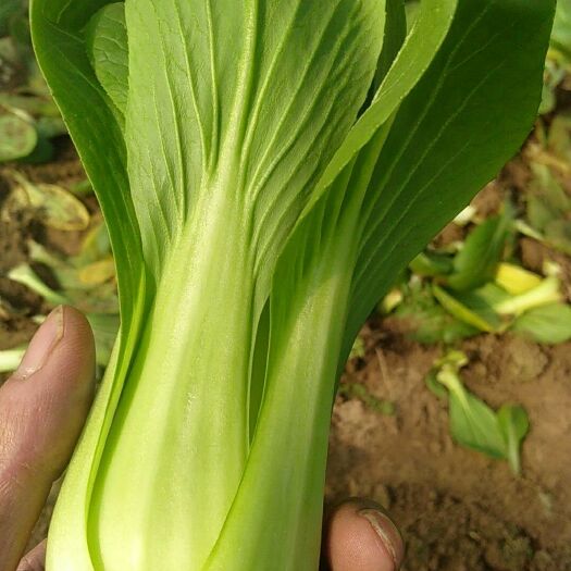 曹县花冠小油菜 1~2两 