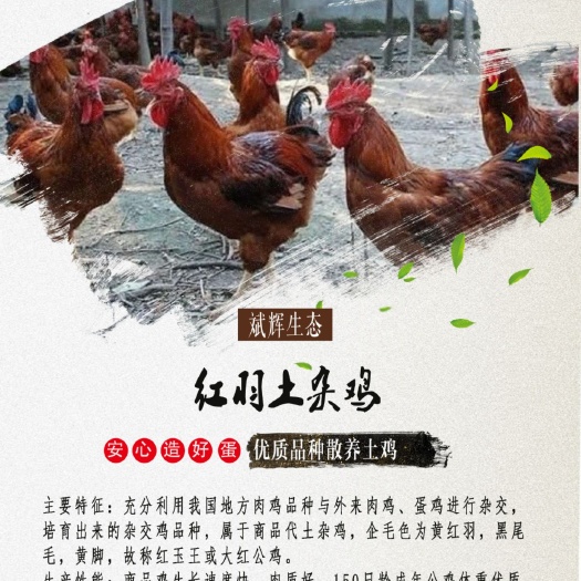 庄浪县肉鸡苗  红羽鸡苗 红羽土鸡脱温苗常年有货，疫苗齐全