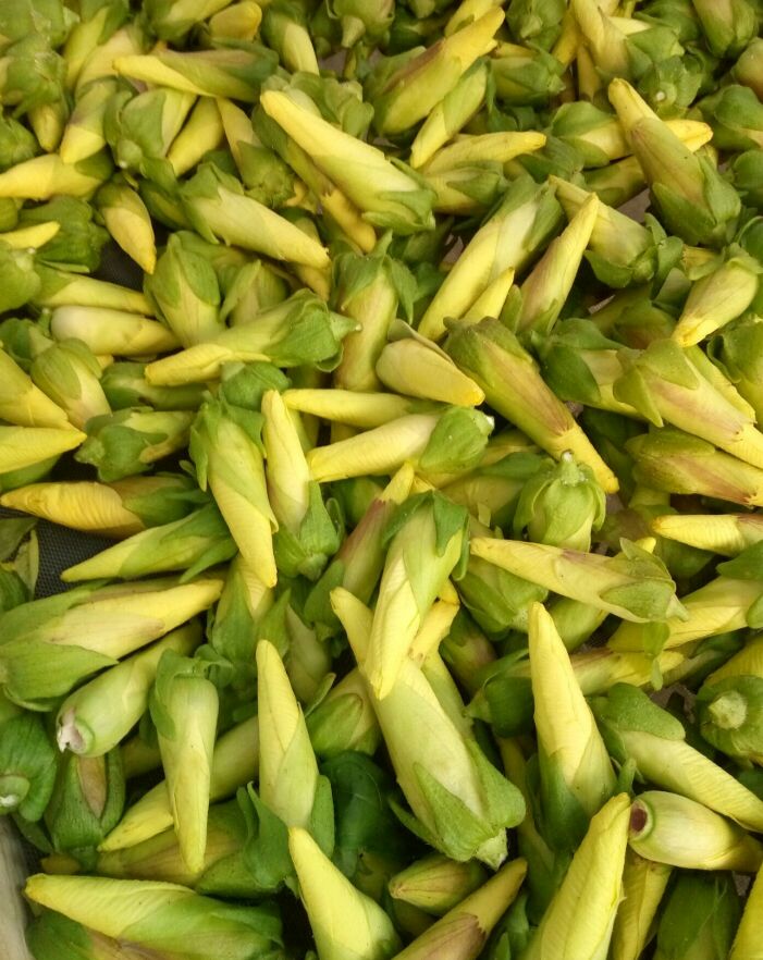 菜芙蓉种子 精品种子，金花葵种子 需要的联系   吆五吆零九三六五四六三