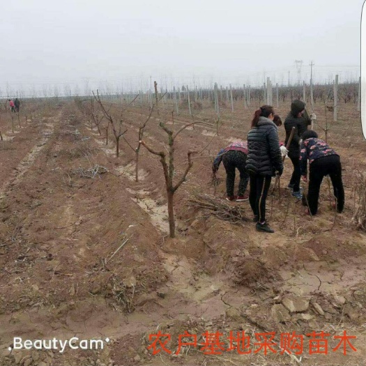 运城青李子苗 