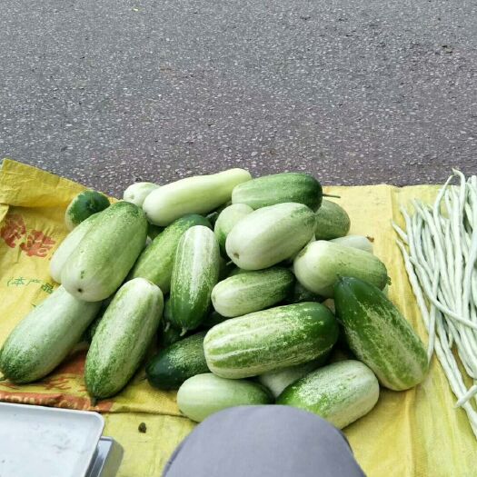 凌云县水果黄瓜 15~25cm 