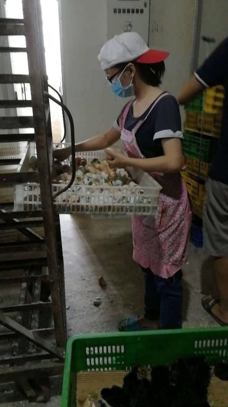 青脚麻鸡苗  快大青脚麻公苗 铁脚麻鸡苗 90天8斤 一手货源 诚信经营