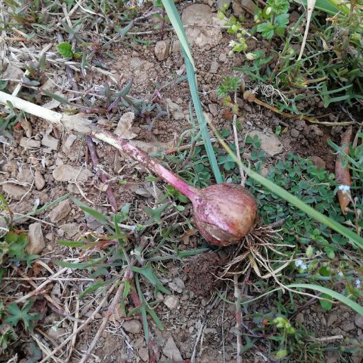 丽江红皮大蒜 4.5-5.0cm 四六瓣 