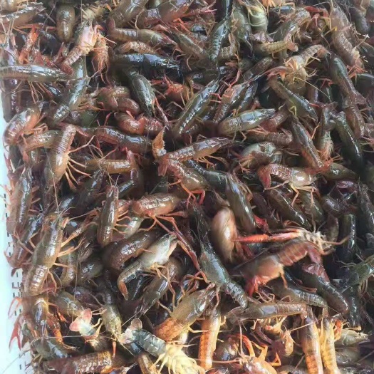济宁龙虾苗 