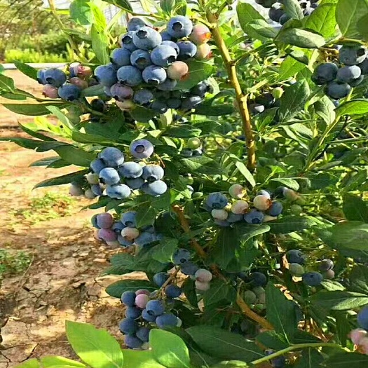 南通美登蓝莓苗 