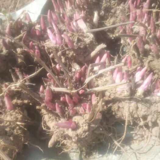 亳州白芍种苗 