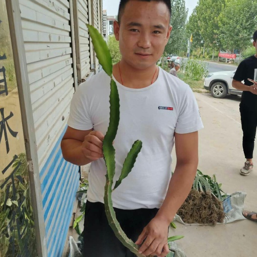 泰安红宝龙火龙果苗 