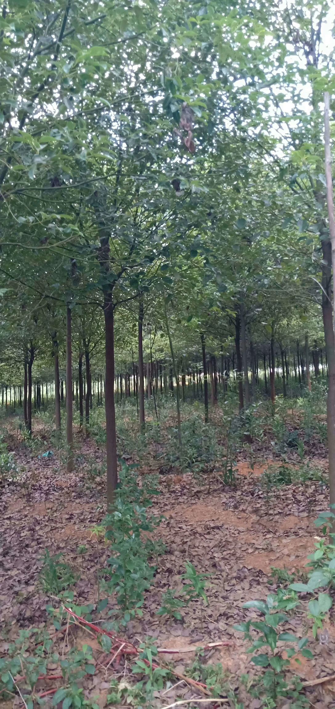 八月桂 