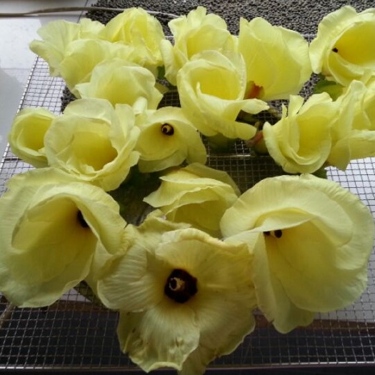 菜芙蓉种子 精品种子，金花葵种子 需要的联系   吆五吆零九三六五四六三