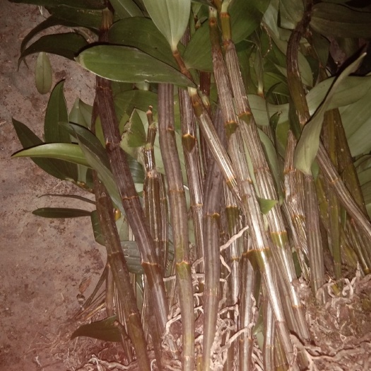 镇康县球花石斛苗 