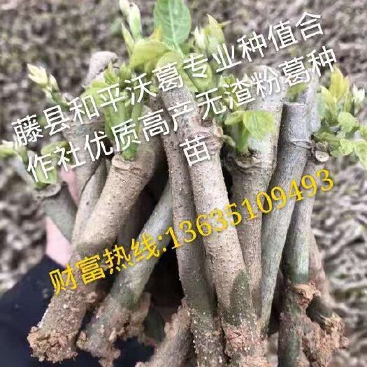 藤县粉葛种苗 