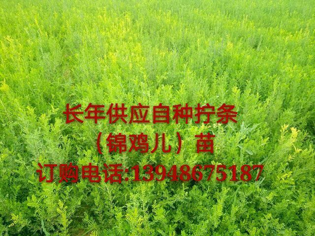 鄂前旗柠条苗 