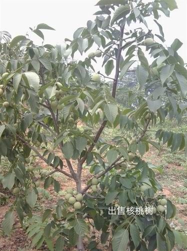 昌乐县薄皮核桃苗 