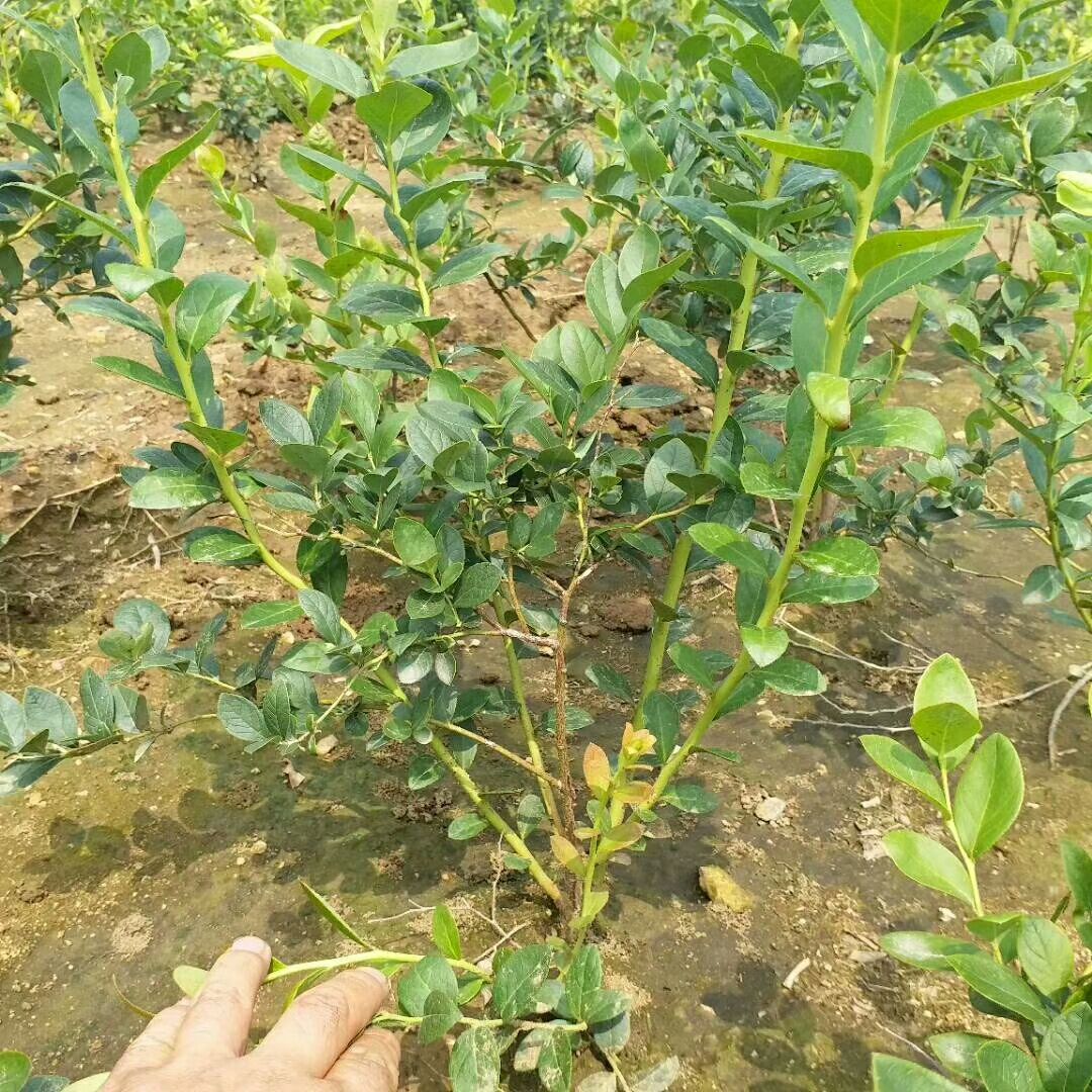兔眼蓝莓苗 