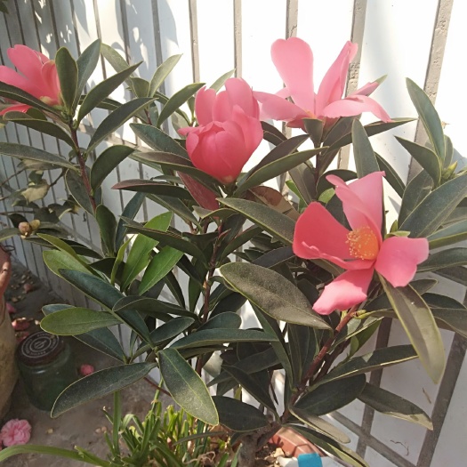 平邑县香花茶  10~20cm 香茶花