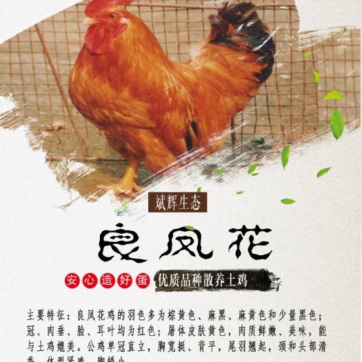 咸阳良凤花鸡苗 公