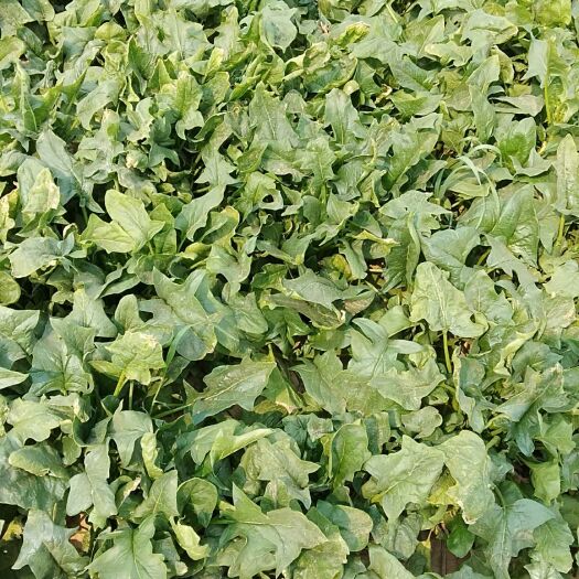 梁山县越冬菠菜 30~35cm 