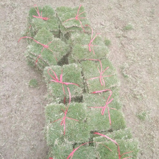 郴州马尼拉草皮 