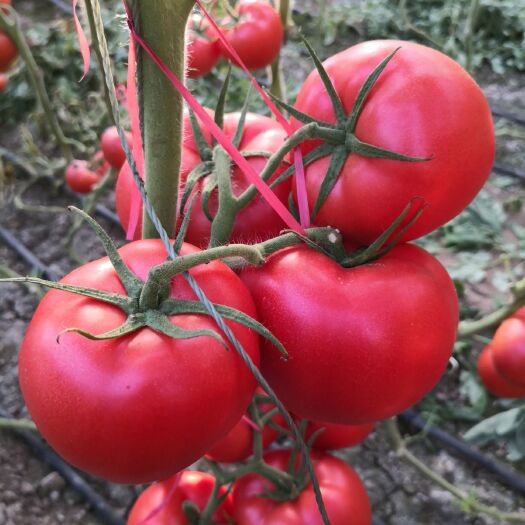 寿光市硬粉番茄苗  早春越夏早熟番茄——立顿，高产西红柿耐热耐裂