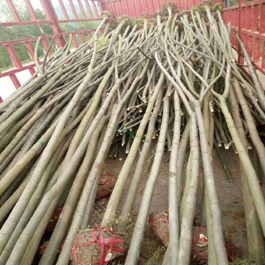 沭阳县栾树 