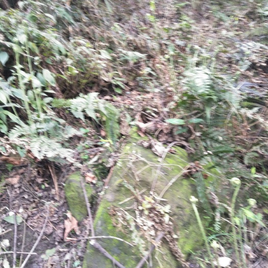 宜宾猴腿儿 鲜货 