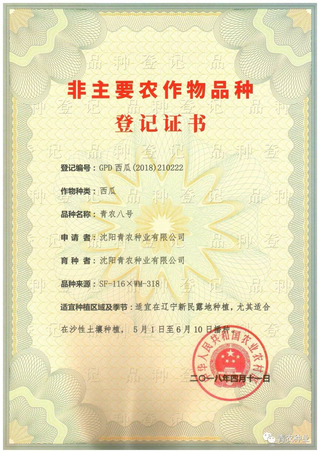 西农八号西瓜种子 正宗冠龙大西瓜品种，农业部登记品种！厂家直销，质量保证！