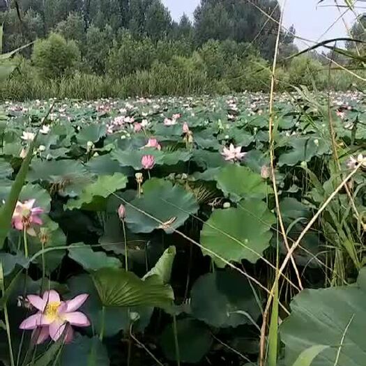 红花藕藕苗 泥藕