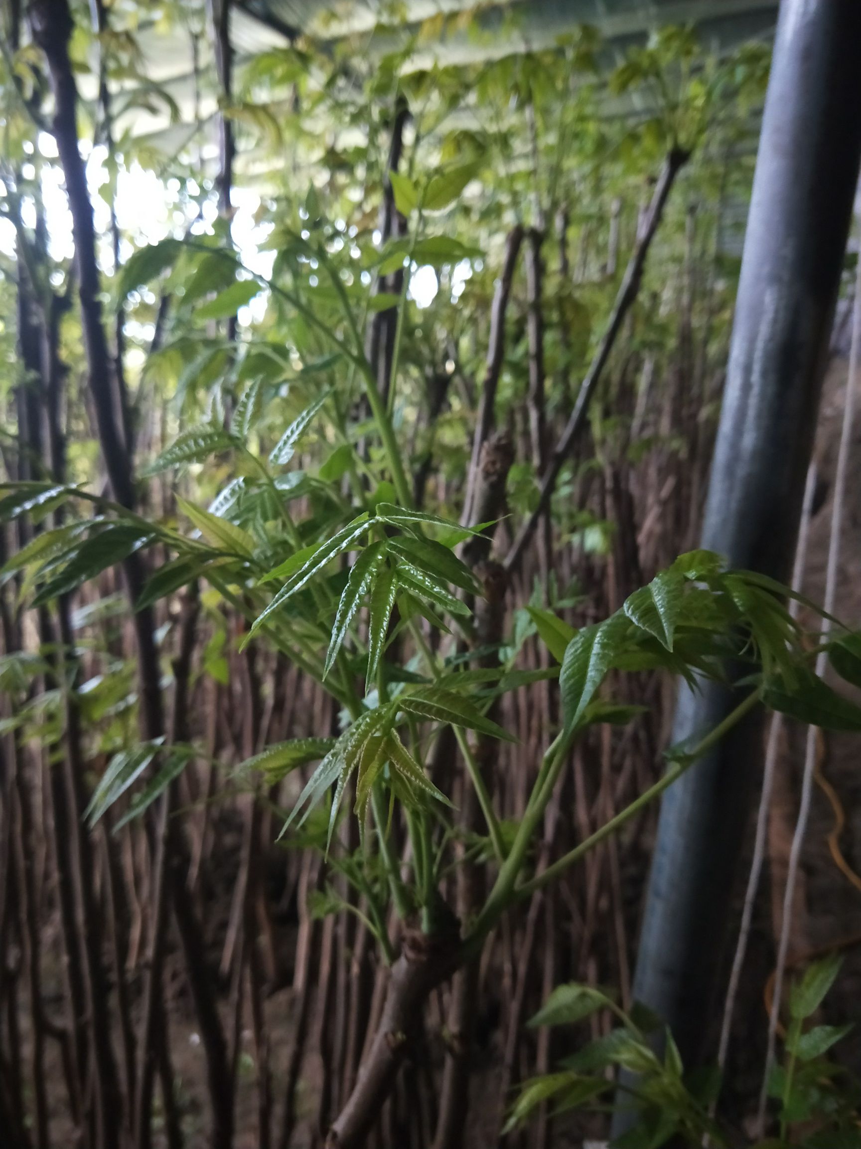 綠香椿芽 6~9cm 