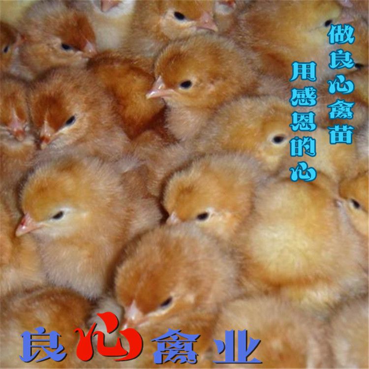 海兰褐壳蛋鸡基地直卖蛋鸡苗红毛蛋鸡苗绿壳蛋鸡苗三黄鸡苗土鸡苗