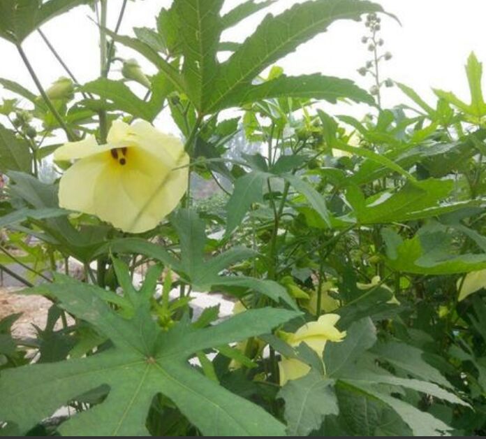 菜芙蓉种子 精品种子，金花葵种子 需要的联系   吆五吆零九三六五四六三