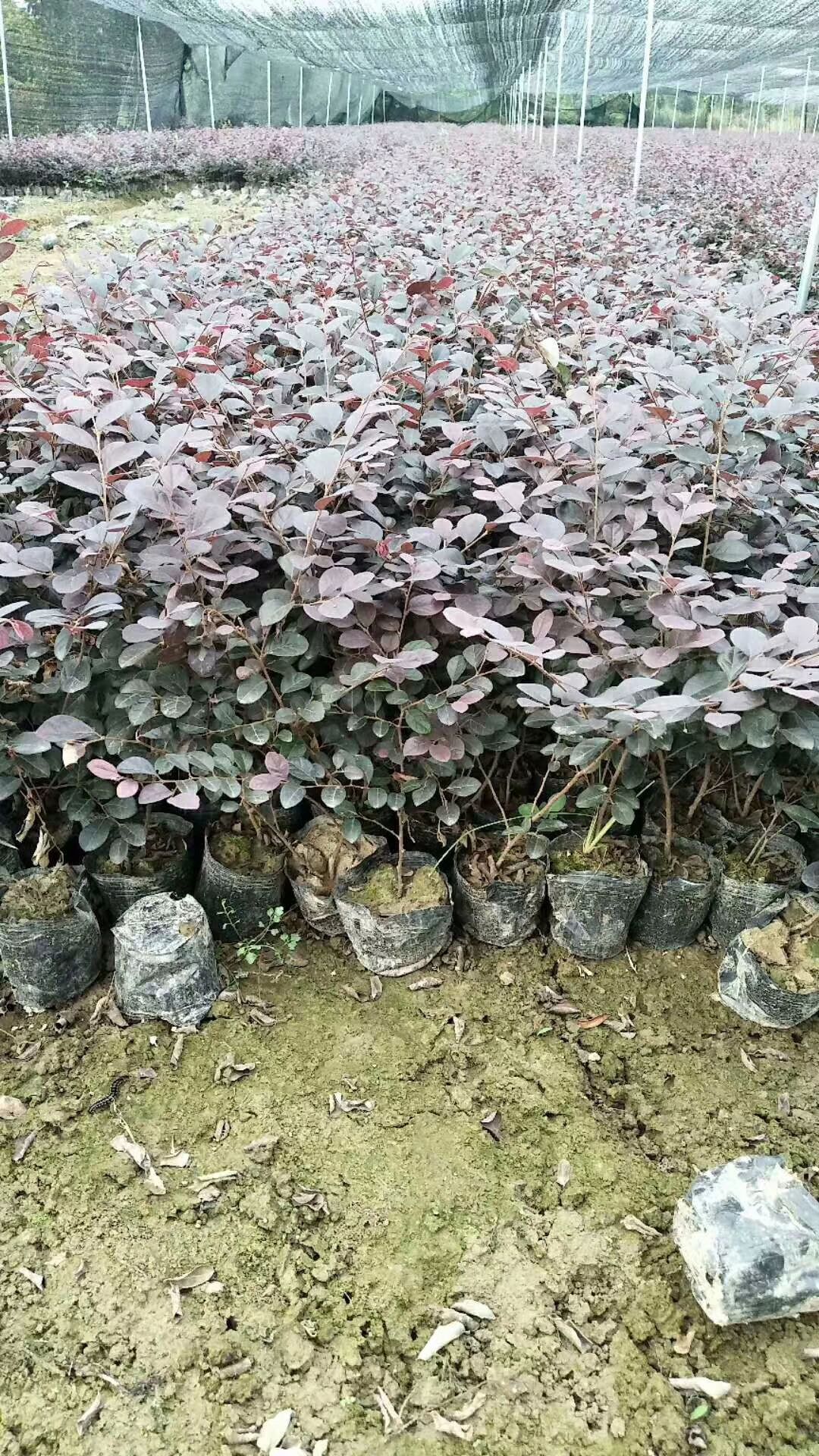 八月桂 