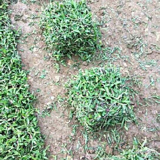 广州大叶油草