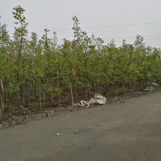西安薄皮核桃苗 8公分核桃树出售