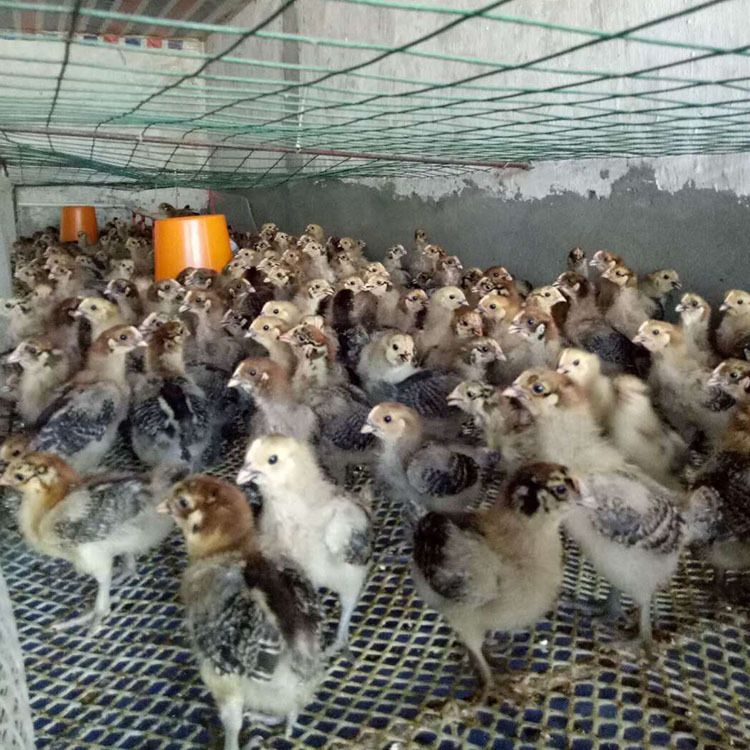 青脚麻鸡苗  快大青脚麻公苗 铁脚麻鸡苗 90天8斤 一手货源 诚信经营