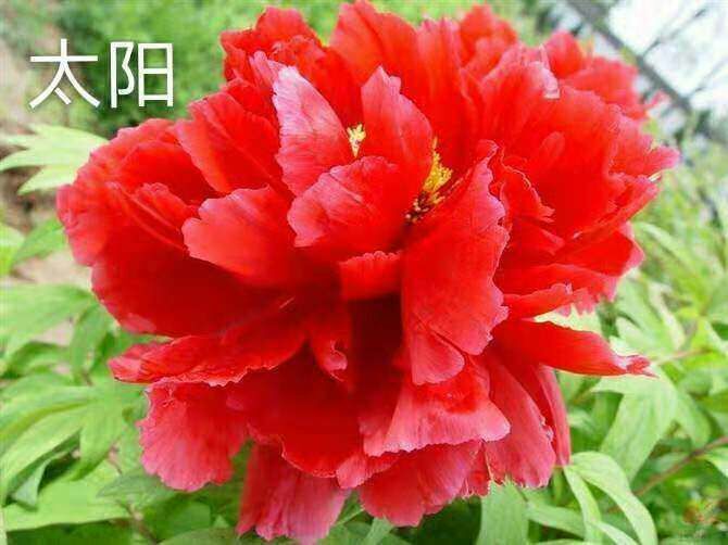 平邑县 正宗观赏牡丹大苗菏泽花王盆栽洛阳5五年大苗重瓣多层绿植包对版