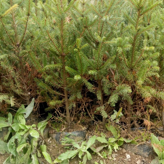 迭部县甘肃云杉 