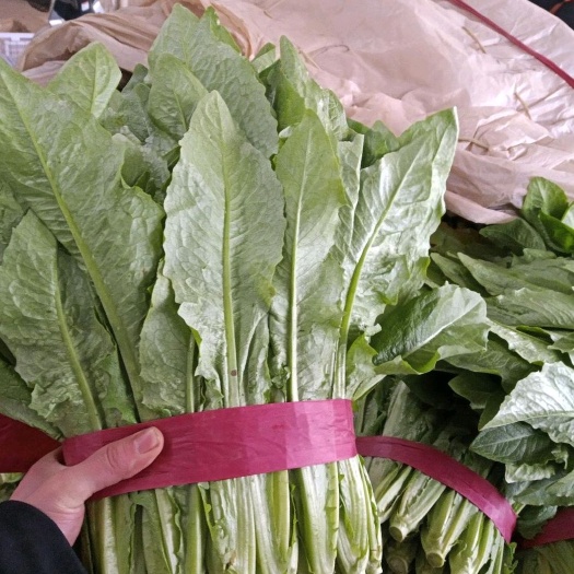 邯郸美冠油麦菜 30~35cm